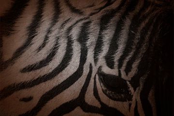 Zebra Close-up in Schaduwspel Oog in Stilte van Femke Ketelaar