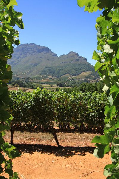Wijnfarm Stellenbosch Zuid Afrika von Jan Roodzand