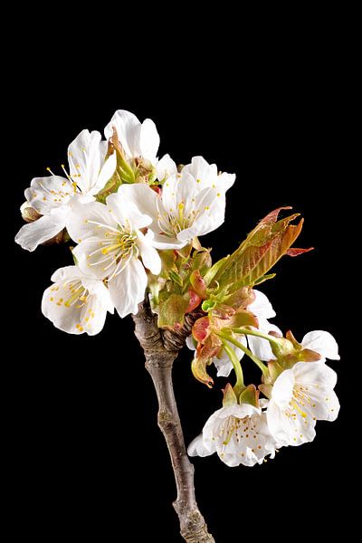 Cherry Blossom by Hans-Jürgen Janda