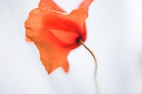 poppy