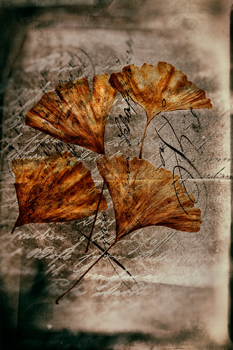 Gingkoblätter