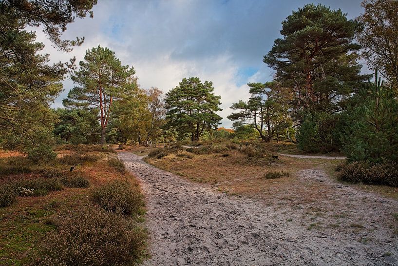 Brunssummerheide by Rob Boon