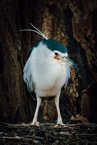 Dramatic Black-crowned Night Heron in Nature