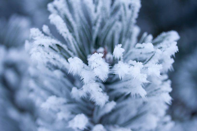 green plant in winter by Karijn | Fine art Natuur en Reis Fotografie