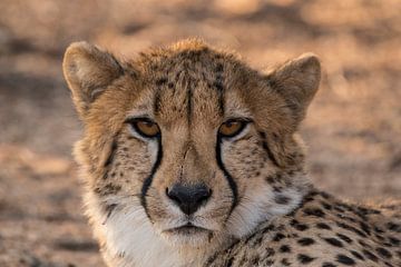 Portret van een Cheetah van Kees Molenaar