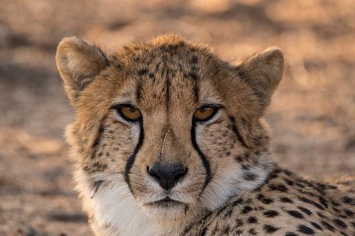 Cheetah portrait