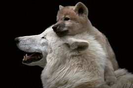 Polar wolf puppy with mother by Thomas Marx