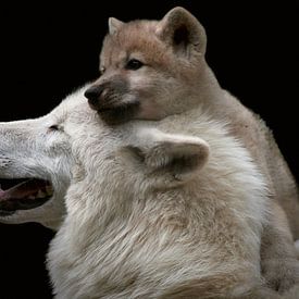 Polar wolf puppy with mother by Thomas Marx