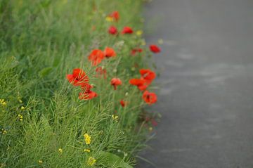 Klaprozen langs het fietspad  sur Maarten Voshol