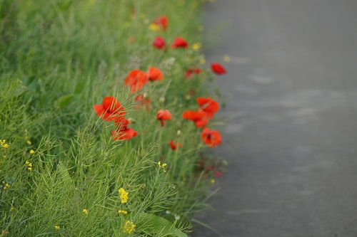 Klaprozen langs het fietspad 