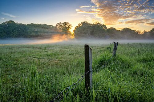Hek in een weiland aan de Ems bij zonsopgang