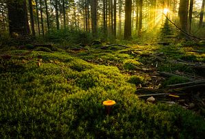 Herbst im Wald! von Corné Ouwehand