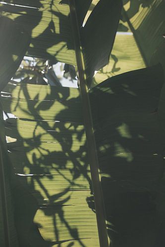 Botanical artwork featuring the interplay of light and shadow