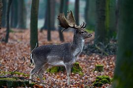 Wo der Wald still wird von Franziska Schwerte