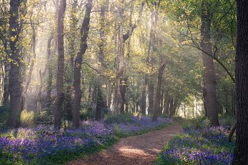 Ochtendzonlicht in een Bluebell-bospad, Noord-Holland, Nederland van Arda Acar