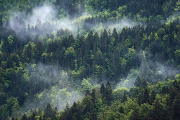 Mistwolken over het lentebos van Daniel Gastager