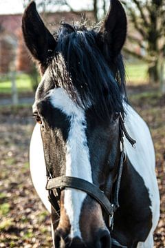 Een zwart-wit paard