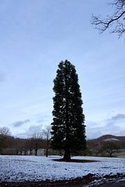 Imposante grote dennenboom in de winter op een besneeuwde weide van creativcontent