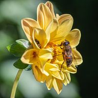 Dahlia met een bij op de bloem