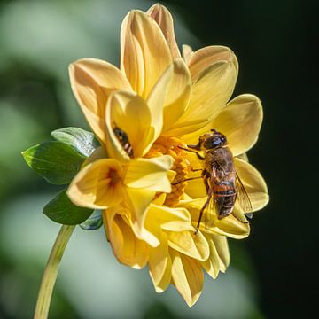 Dahlia met een bij op de bloem van Aandenken in Beeld