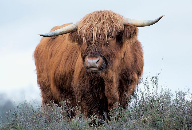 Scottish Highlander by Reint van Wijk