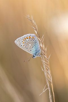 Icarusblauwtje van Mireille Breen