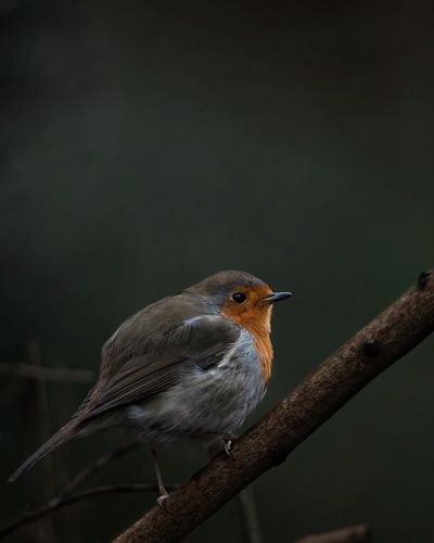 Robin