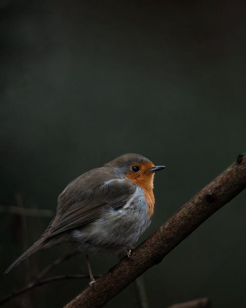 Roodborst van Nardo Jacobs