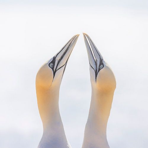 Ritual of Connection – Gannets in balance by Cor de Bruijn Photography