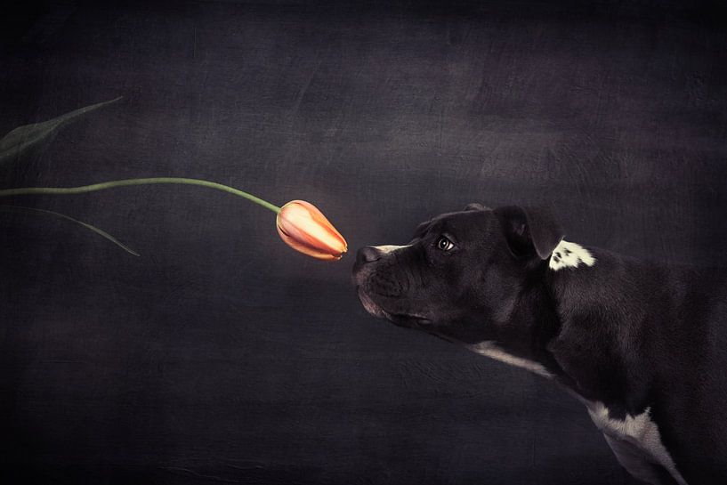 Erste Annäherung - Hildegard und die Tulpe von Heike Willers