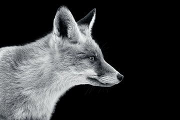 Black white Fox van Jor DieFotografie