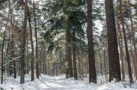 l'hiver dans les bois par Ilya Korzelius Aperçu