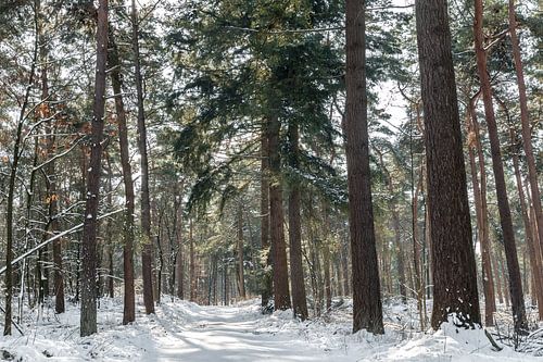 winter in het bos