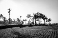 Black and white rice field in Bali