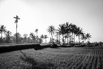 Black and white rice field in Bali by Ellis Peeters