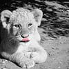 Lion Baby black and white color key van Barbara Fraatz