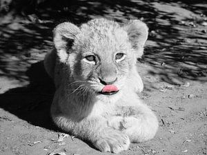 Bébé lion noir et blanc ck
