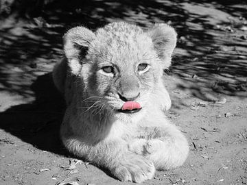 Lion Baby black and white color key