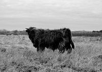 Schotse Hooglander, zwart-wit