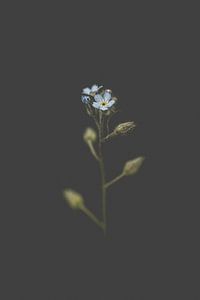 kleine blaue Blume vor schwarzem Hintergrund