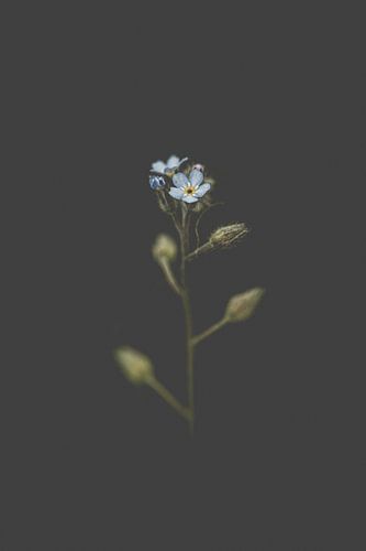 kleine blaue Blume vor schwarzem Hintergrund von Margriet Hulsker