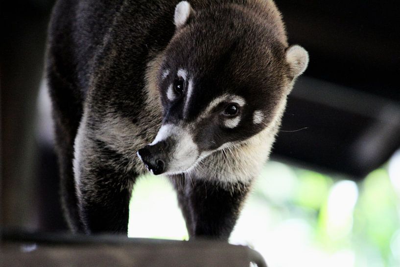 Nose bear by Berg Photostore