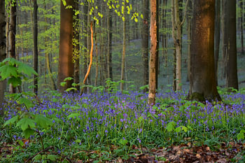 Der Haller Wald mit schönen Glockenblumen zwischen den Bäumen im Sonnenlicht