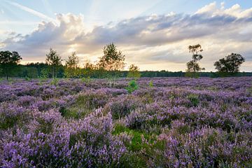 Zonsondergang boven bloeiende heide van Cor de Hamer