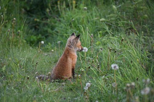 Een vossenwelp in de lente