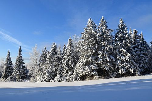 Een besneeuwd bos na de storm