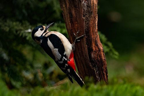 Great spotted woodpecker
