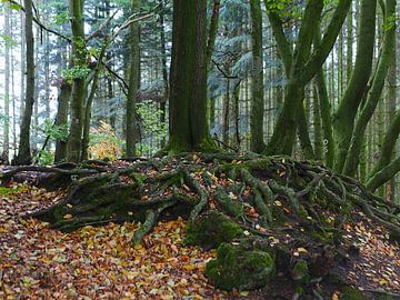 La forêt silencieuse