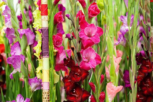 prachtige Gladiolen setting