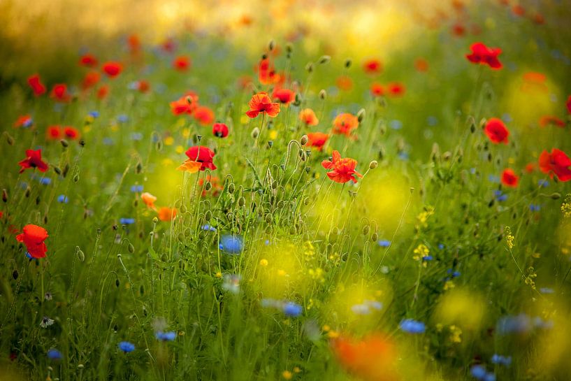 Poppy by Bertrik Hakvoort